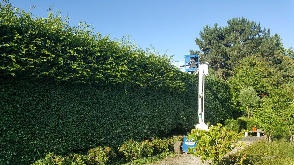 Hagen knippen Prinsenbeek