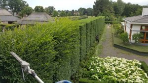 Hagen knippen Prinsenbeek